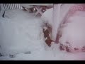 Snow Dogs