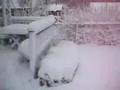 Snow Dogs