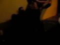 videos de el primo bailandole ami carcal ...
