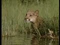 Cougar Cub vs Black Bear Encounter.
