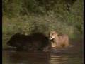 Cougar Cub vs Black Bear Encounter 
