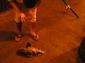Asian Grooper Fishing