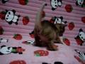 kitten ruddy female abysshinian