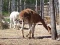 Alpaca Birth Alpaca Birth