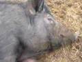 American mulefoot piglets nursing