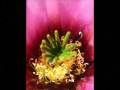 videos de ZOOM 0001