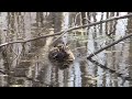 Click here to watch this video 20120425野幌森林公園大沢口前オタマの池のカルガモ１.MOV