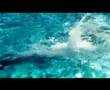 Bearforce1 videoclip