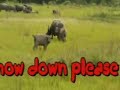 Kaziranga National Park Assam