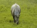 Kaziranga National Park Assam