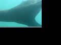 Abel Tasman Seals Abel Tasman Seals