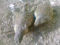 Iqbal Raja's Pair of Grey Francolin