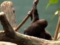 Baby Gorillas Playing (by TagTooga)