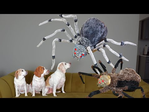 Dogs vs Giant Spider Invasion Prank! Funny Dogs Maymo, Penny & Potpie Battle Spiders for Halloween