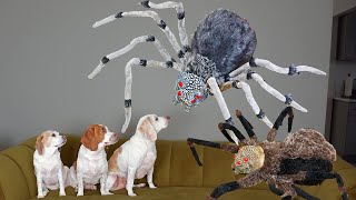 Dogs vs Giant Spider Invasion Prank! Funny Dogs Maymo, Penny & Potpie Battle Spiders for Halloween by Maymo