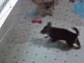ISSR Shiloh Shepherd pups caught on webcam