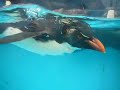 登別マリンパークニクス 泳ぐイワトビペンギン マカロニペンギン