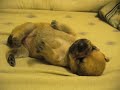 Puppy having a nightmare