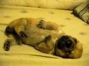 Puppy having a nightmare