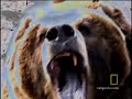 Survival Guide: Bear Attack
