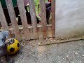 Stray cats can\ Stray cats can\