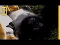 Gorilla Murders