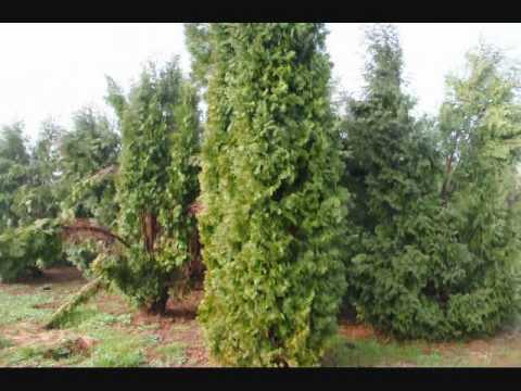 how to fertilize mesquite trees