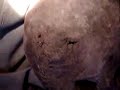 Real Alien-part2 Real Alien-part2