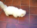 Mi gato persa / My persian cat Jinxy