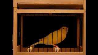 Kanarki Harceńskie - Czeladź 2012 - Część 5 