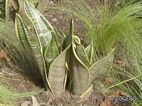 how to fertilize snake plant