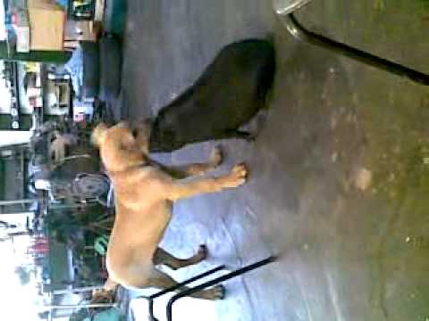 boerbull