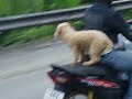 El perro en moto