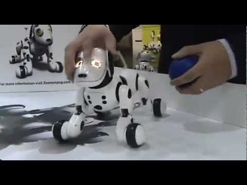 how to train zoomer puppy