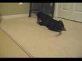Daisy and the Kibble