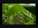 Pesticides - Faisons le point