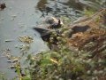Bat Rescue at Sanjay Gandhi National Park (SGNP) - Jan 2007