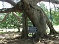Sri-Lanka, Botanic Garden, Ficus Benjamina