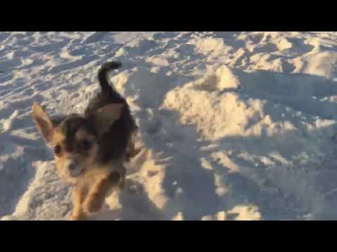 Gypsy loves to be on the beach with her family