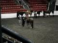 Hank & Maddy Showmanship @ Hay city classic