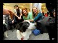 Therapy Dogs For College Students