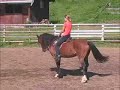 WELSH COB