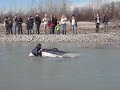 Extreme water crossing toyota 4x4 verricello Extreme water crossing toyota 4x4 verricello