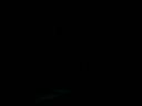 Spiders
