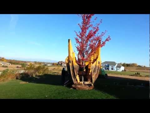 how to fertilize autumn blaze maple