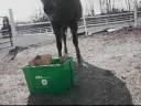 Barnyard Recyclers