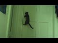Be Aware Of Burglar Kitteh
