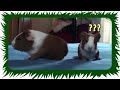 Laute Meerschweinchen
