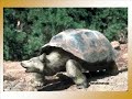 Click here to watch this video Sexo dos Animais - No Mundo Animal - MAMONAS ASSASSINAS - XXX