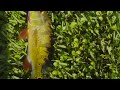 Catching a Nice Peacock Bass and a Baby Largemouth Bass